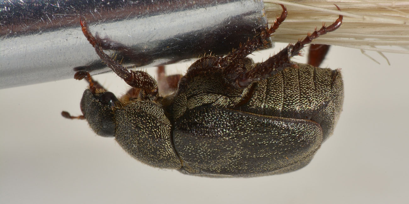 Hoplia brunnipes anche lei?   S !